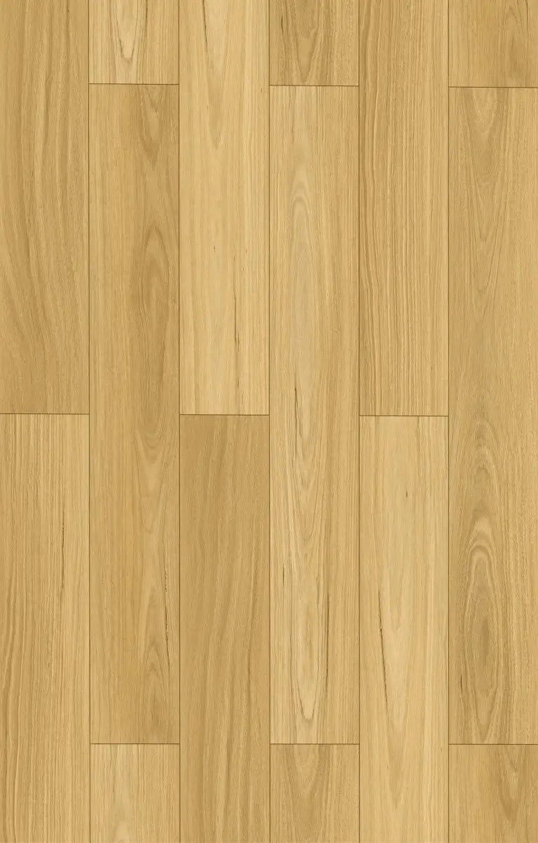 Pale Blackbutt